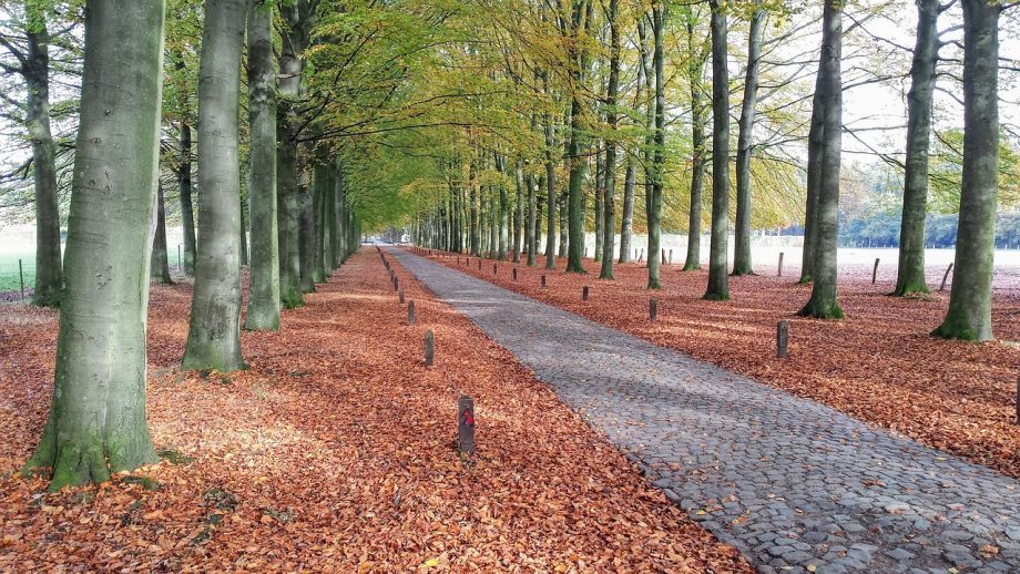 Wandelaars op een bospad in de Belgische Ardennen in de zomer