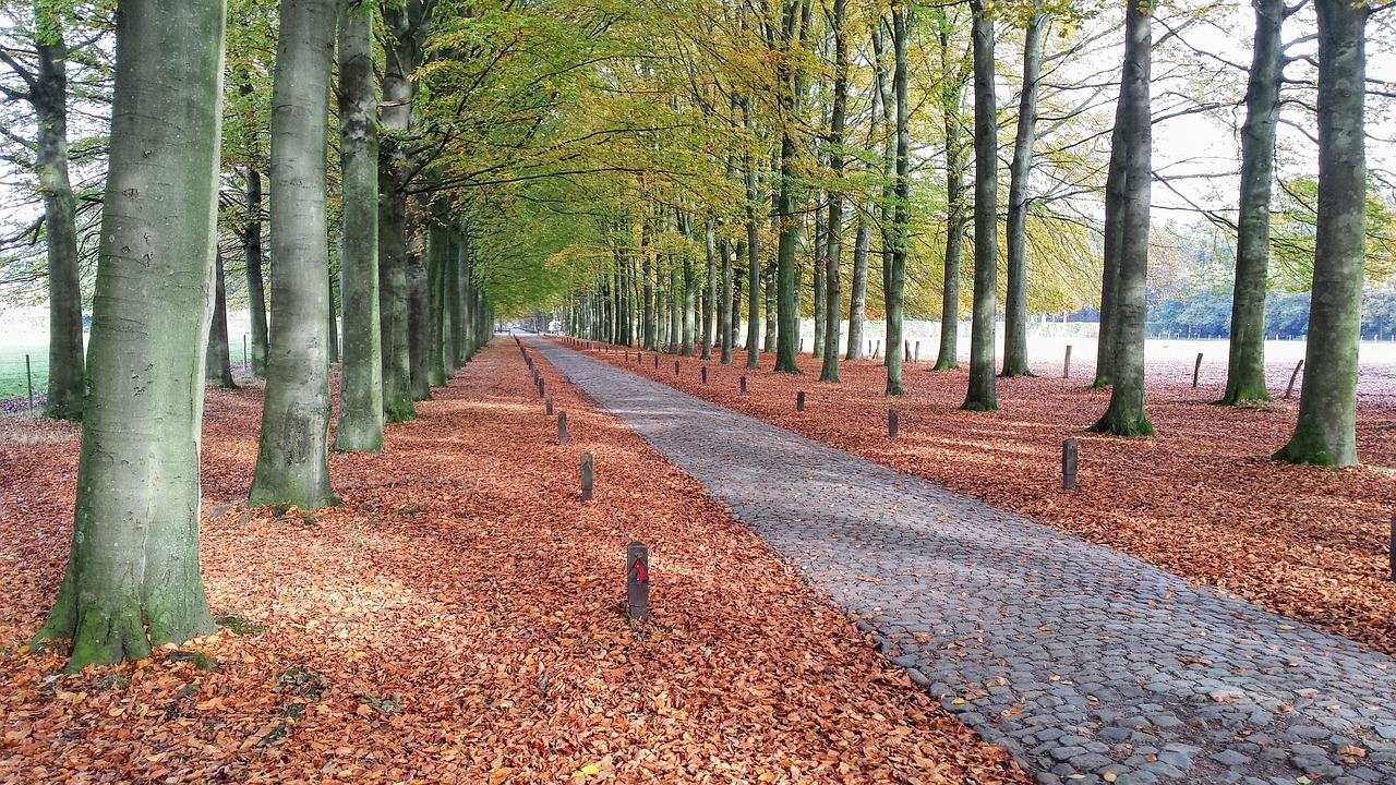 Wandelaars op een bospad in de Belgische Ardennen in de zomer